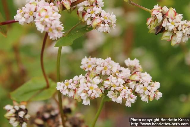 Photo: Fagopyrum esculentum 12.