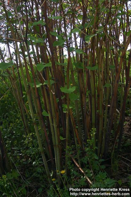 Photo: Fallopia japonica 08.