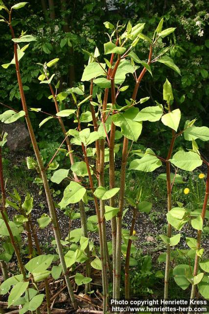 Photo: Fallopia japonica 11.