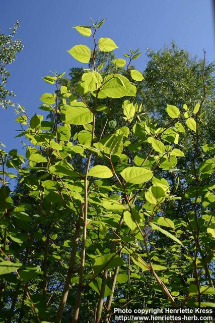 Photo: Fallopia japonica 12.