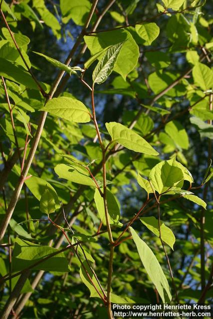 Photo: Fallopia japonica 13.