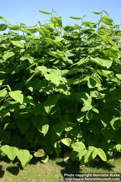 Photo: Fallopia sachalinensis 2.