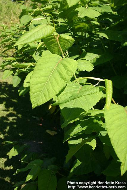 Photo: Fallopia sachalinensis 4.