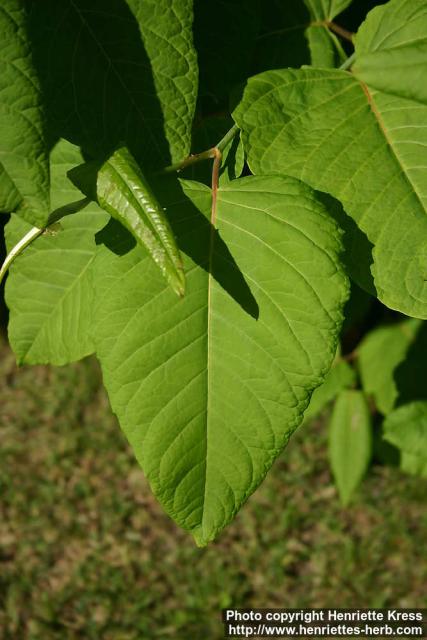 Photo: Fallopia sachalinensis 5.