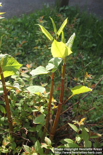 Photo: Fallopia japonica 14.