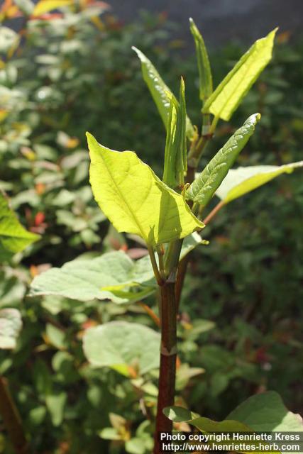 Photo: Fallopia japonica 15.