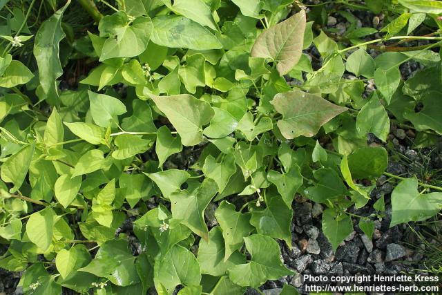 Photo: Fallopia convolvulus 4.