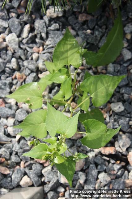 Photo: Fallopia convolvulus 5.