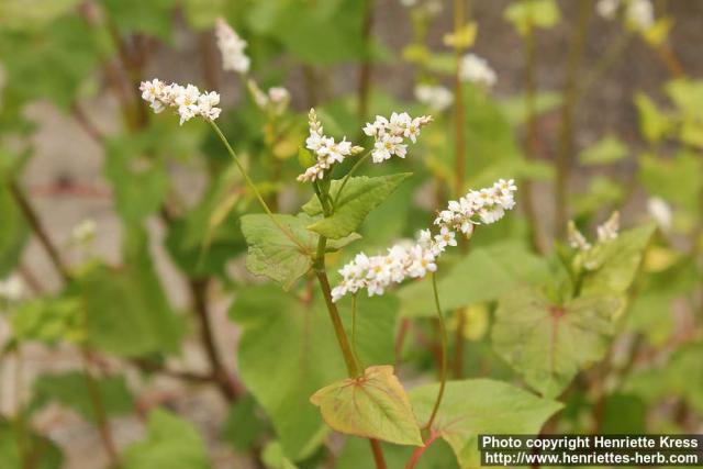 Photo: Fagopyrum tataricum 0.