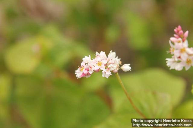 Photo: Fagopyrum tataricum 2.