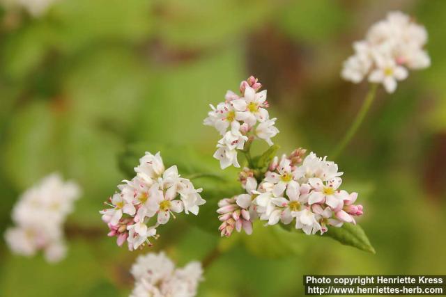 Photo: Fagopyrum esculentum 16.