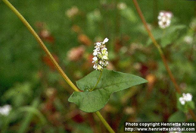 Photo: Fagopyrum esculentum 1.