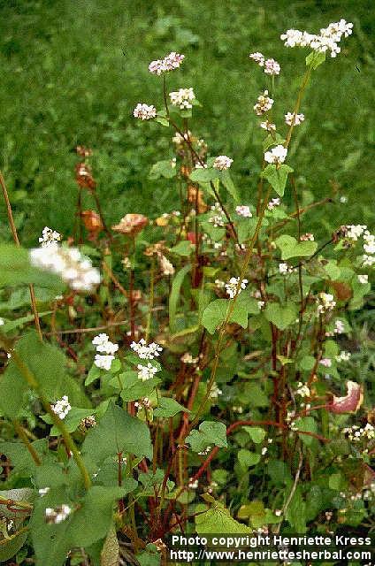 Photo: Fagopyrum esculentum.