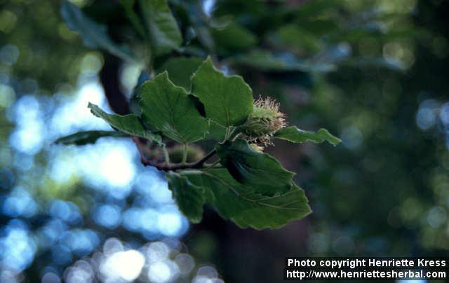 Photo: Fagus sylvatica 2.