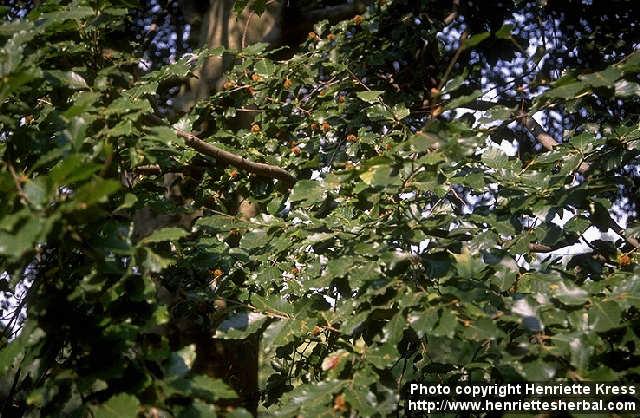 Photo: Fagus sylvatica.