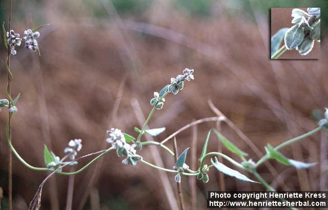 Photo: Fallopia convolvulus 2.