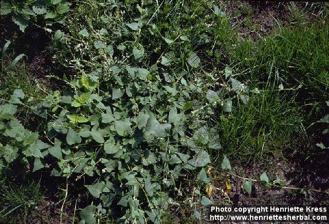 Photo: Fallopia convolvulus.