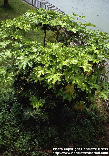 Photo: Fatsia japonica 2.