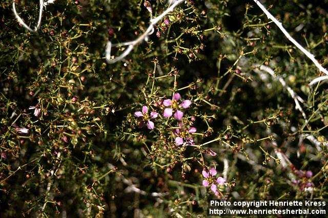 Photo: Fagonia laevis.