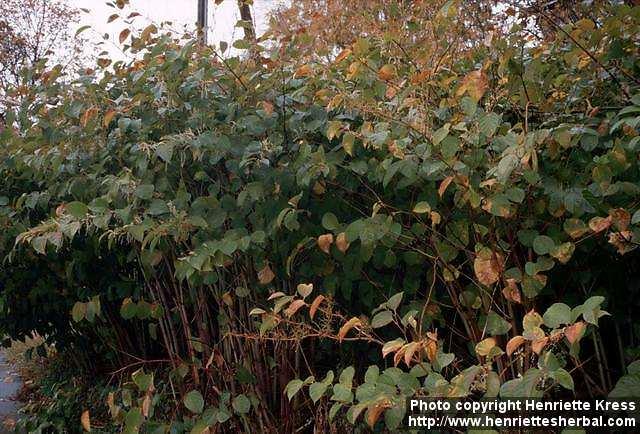 Photo: Fallopia japonica 2.