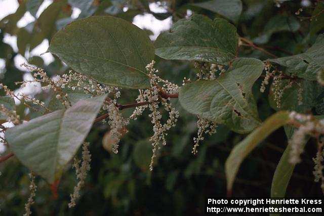 Photo: Fallopia japonica 3.