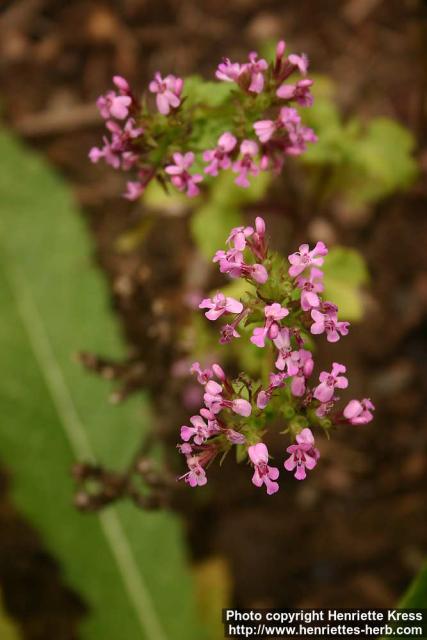 Photo: Fedia cornucopiae 3.