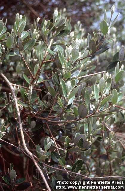 Photo: Feijoa sellowiana.