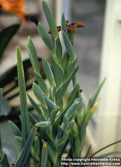 Photo: Ferraria crispa 1.