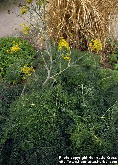 Photo: Ferula assa foetida 2.