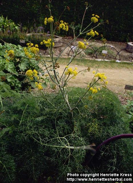 Photo: Ferula assa foetida 4.