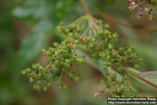 Photo: Filipendula ulmaria 10.