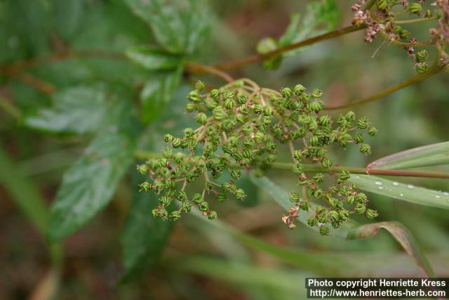 Photo: Filipendula ulmaria 11.