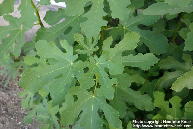 Photo: Ficus carica 2.