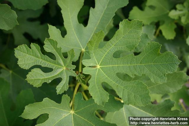 Photo: Ficus carica 3.