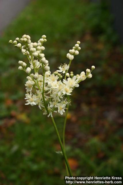 Photo: Filipendula vulgaris 4.