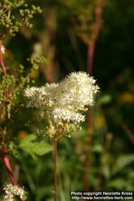 Photo: Filipendula ulmaria 19.