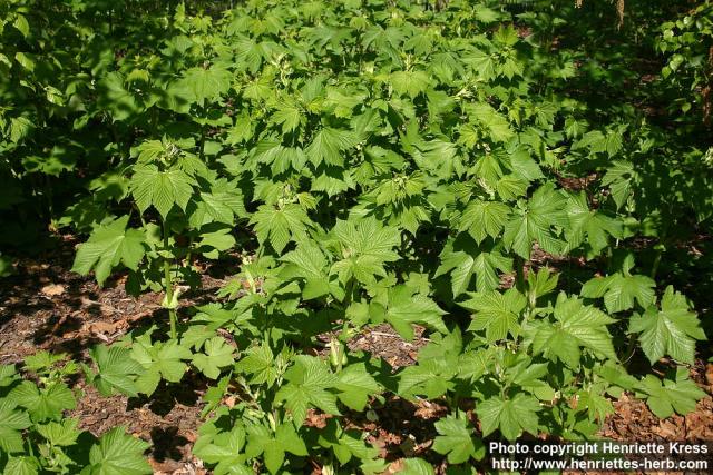 Photo: Filipendula palmata 0.