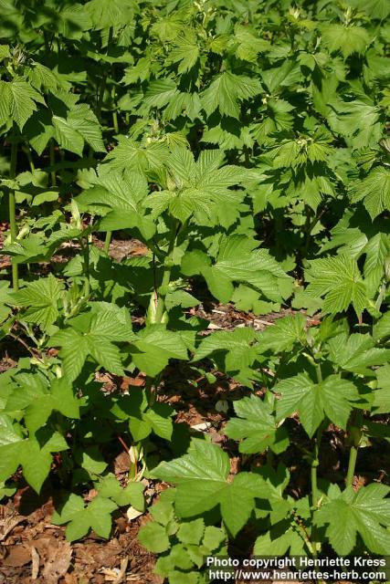 Photo: Filipendula palmata 1.