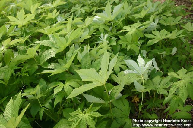 Photo: Filipendula palmata 2.