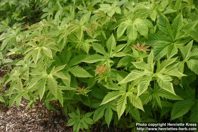 Photo: Filipendula palmata 3.