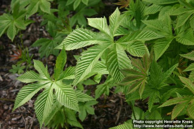 Photo: Filipendula palmata 4.