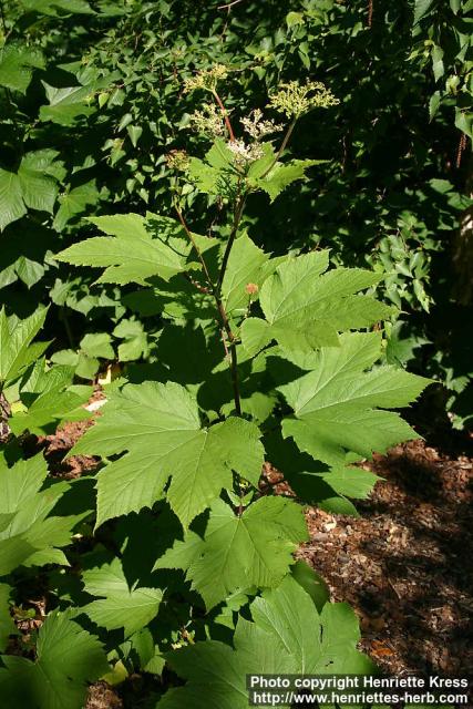 Photo: Filipendula kamtschatica 5.