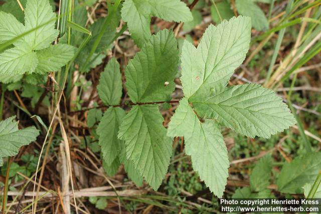 Photo: Filipendula ulmaria 22.