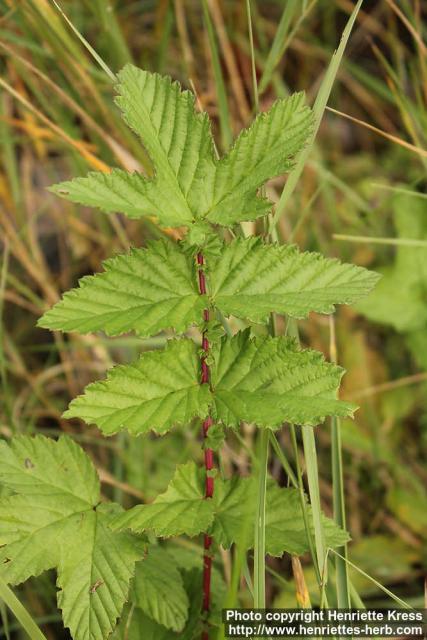 Photo: Filipendula ulmaria 24.