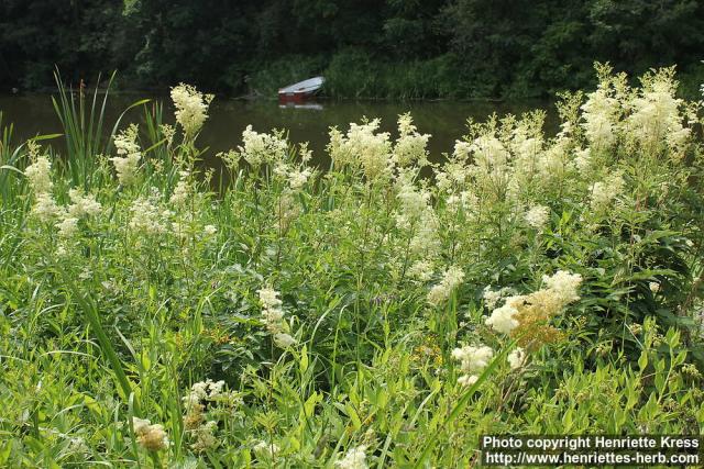 Photo: Filipendula ulmaria 29.