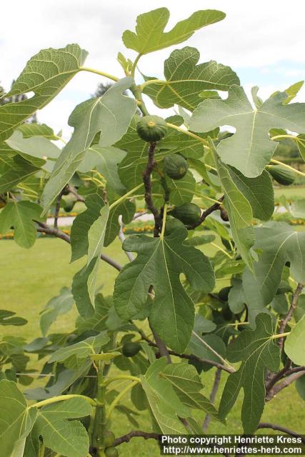 Photo: Ficus carica 6.