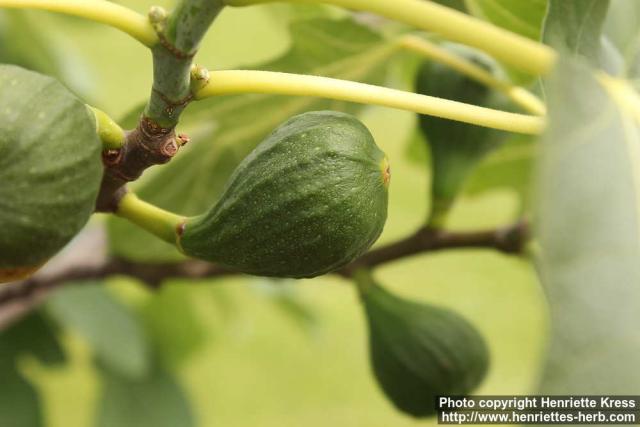 Photo: Ficus carica 7.