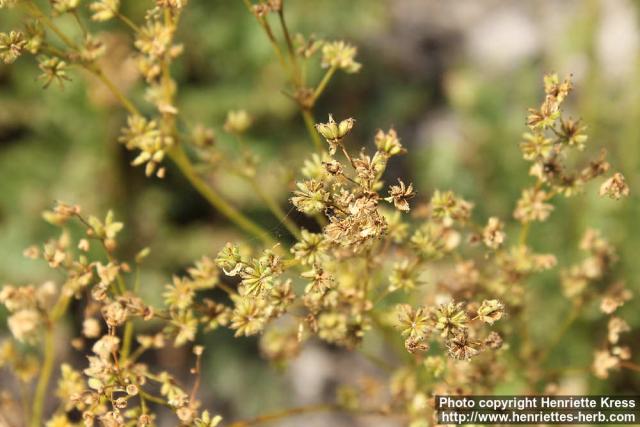 Photo: Filipendula vulgaris 5.