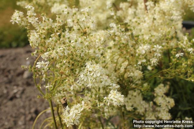 Photo: Filipendula vulgaris 7.