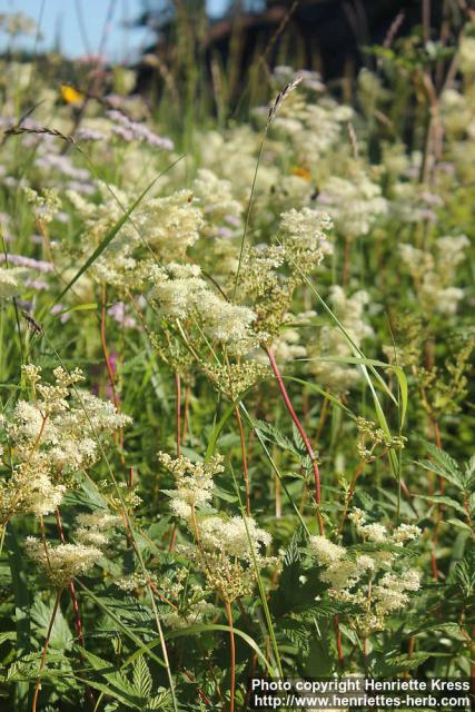 Photo: Filipendula ulmaria 34.